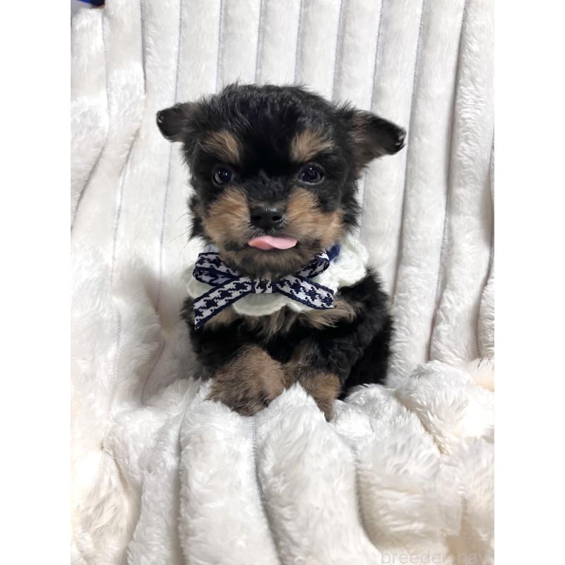 販売中の静岡県のチワプー:チワワ×トイプードル-446295の3枚目