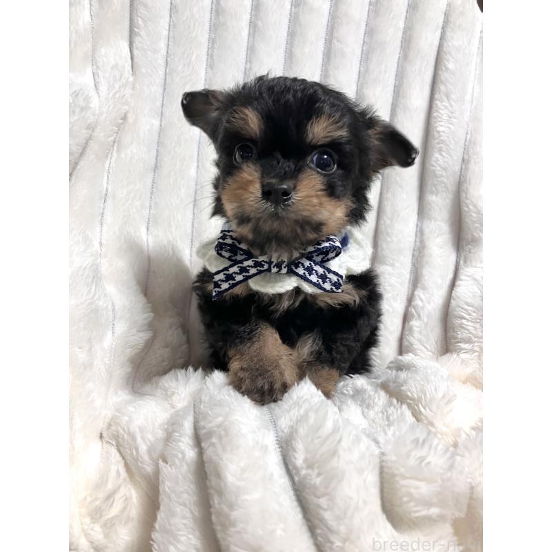 販売中の静岡県のチワプー:チワワ×トイプードル-446295の2枚目