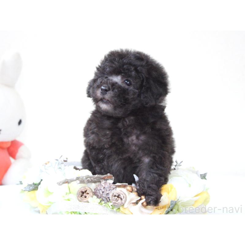 販売中の兵庫県のタイニープードル-446296の8枚目