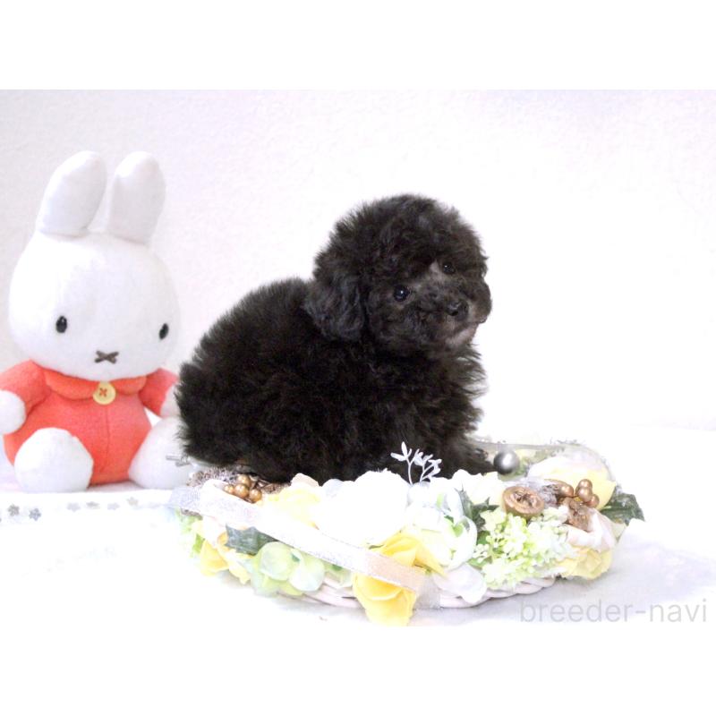 販売中の兵庫県のタイニープードル-446296の7枚目