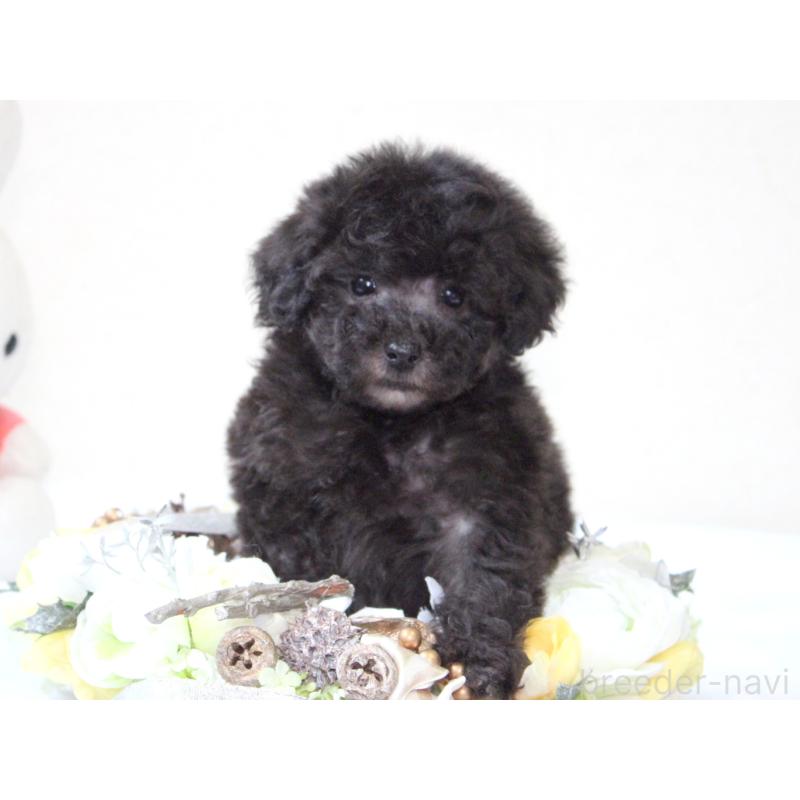 販売中の兵庫県のタイニープードル-446296の6枚目