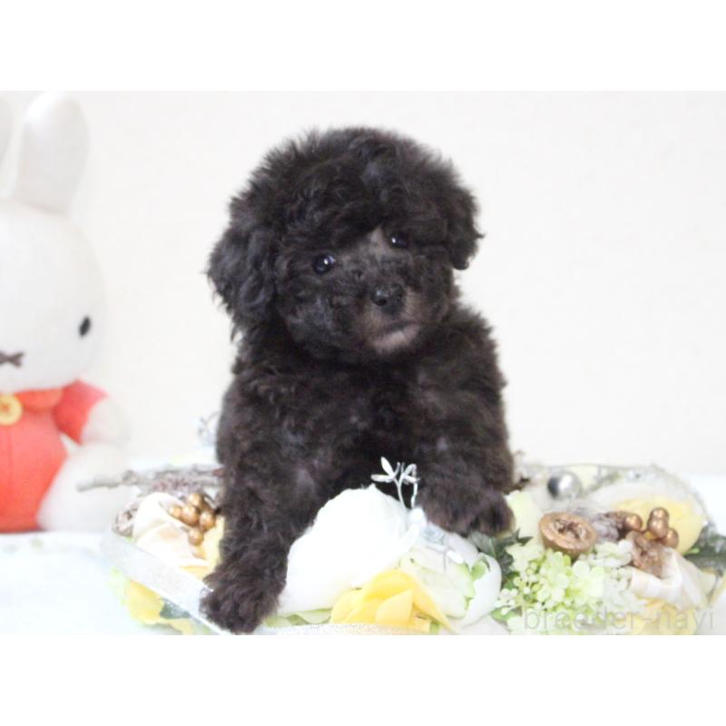 販売中の兵庫県のタイニープードル-446296の5枚目