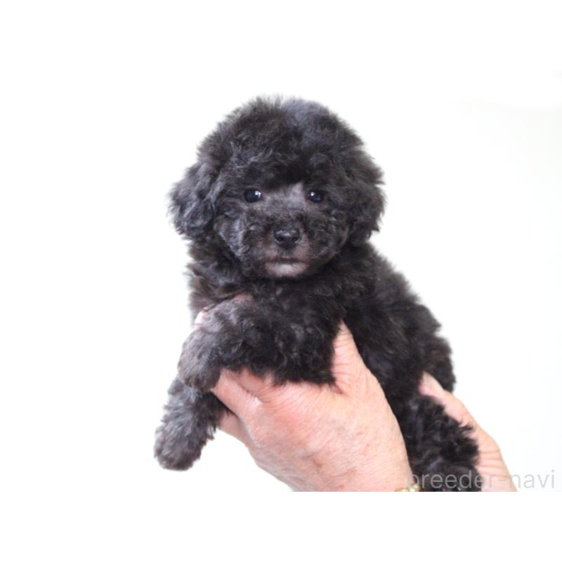 販売中の兵庫県のタイニープードル-446296の4枚目