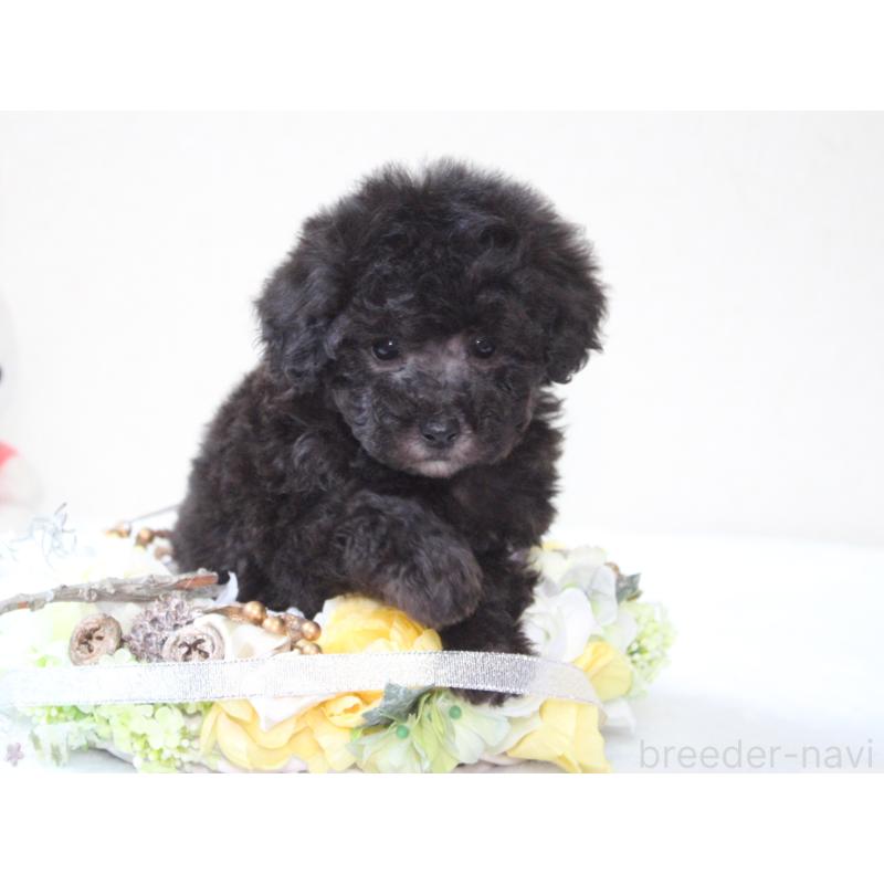 販売中の兵庫県のタイニープードル-446296の3枚目