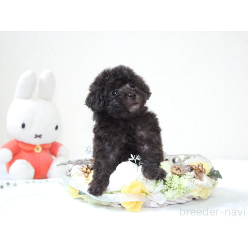 販売中の兵庫県のタイニープードル-446296の2枚目