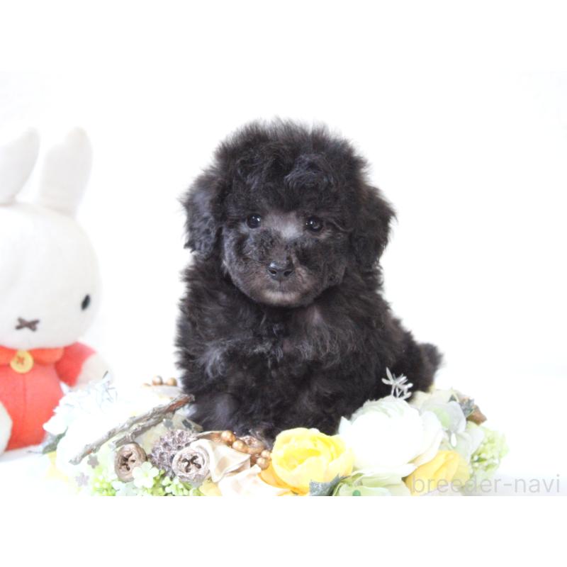 販売中の兵庫県のタイニープードル-446297の8枚目