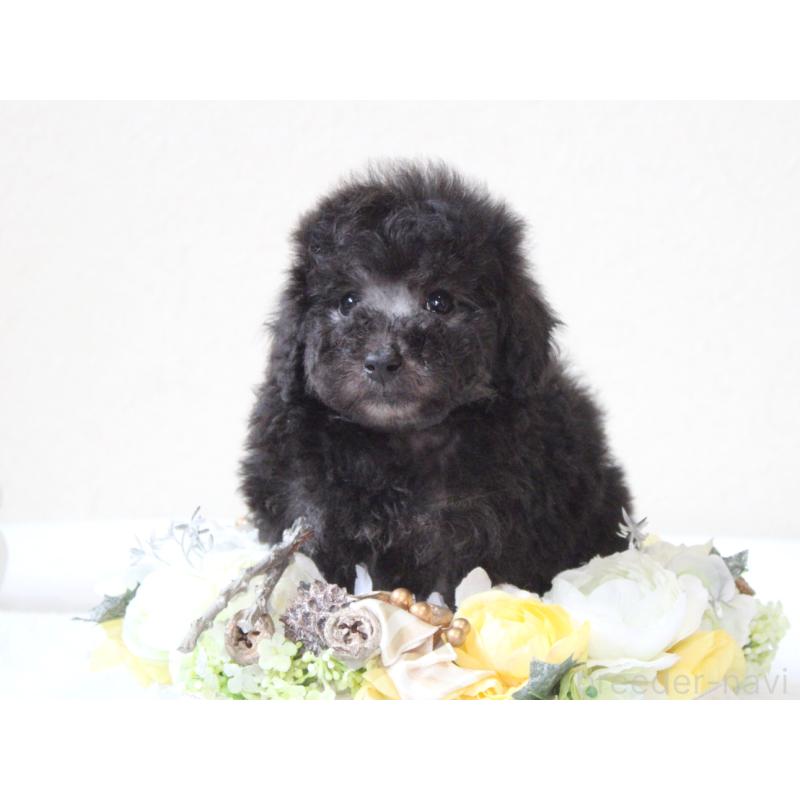 販売中の兵庫県のタイニープードル-446297の5枚目