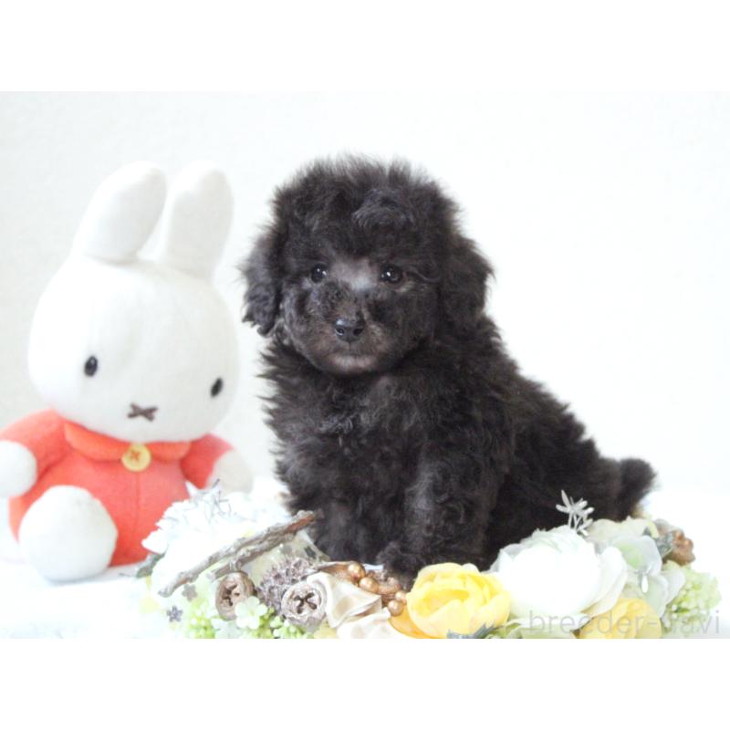 販売中の兵庫県のタイニープードル-446297の4枚目