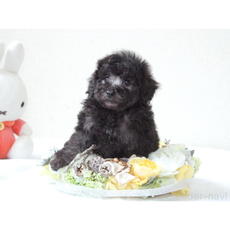 販売中の兵庫県のタイニープードル-446297の2枚目