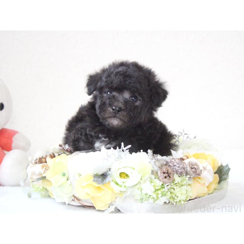 販売中の兵庫県のタイニープードル-446298の8枚目