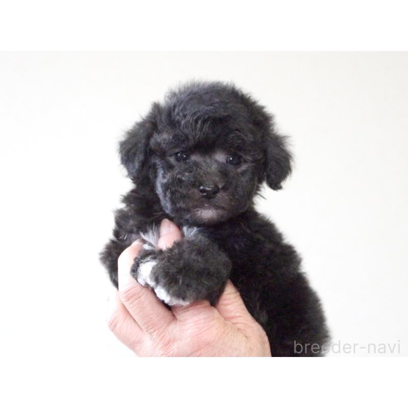販売中の兵庫県のタイニープードル-446298の6枚目