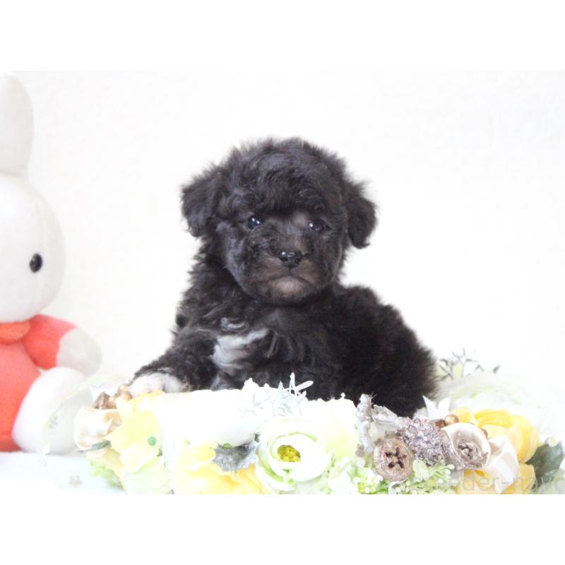 販売中の兵庫県のタイニープードル-446298の5枚目