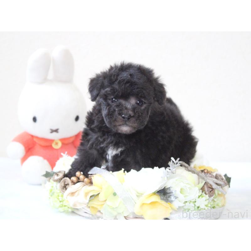 販売中の兵庫県のタイニープードル-446298の4枚目