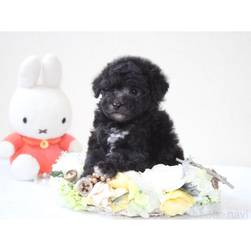 販売中の兵庫県のタイニープードル-446298の3枚目