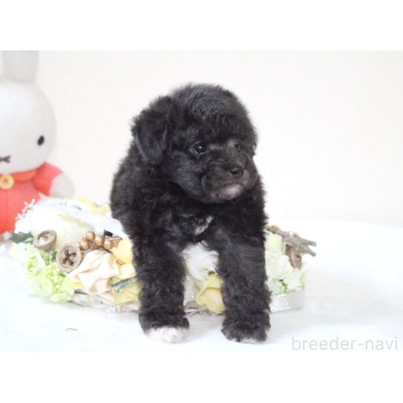 販売中の兵庫県のタイニープードル-446298の2枚目