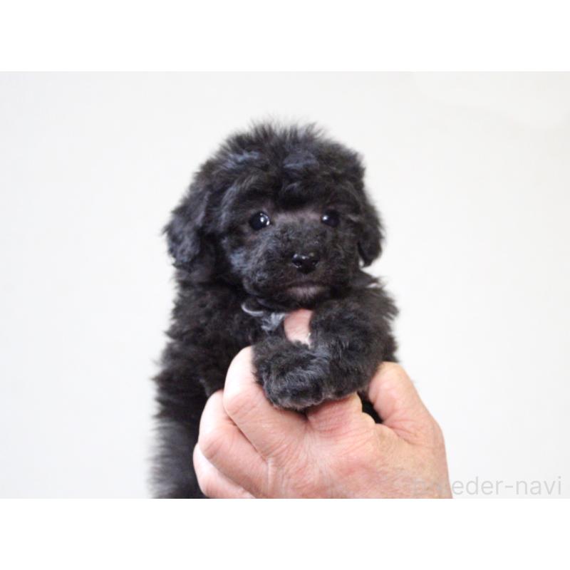 販売中の兵庫県のタイニープードル-446299の9枚目