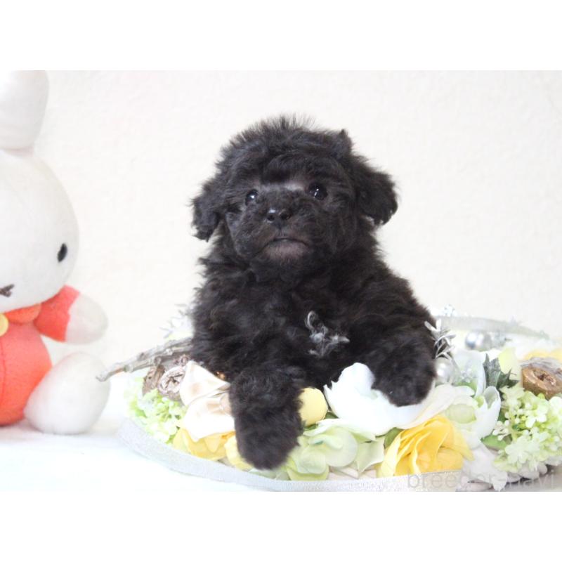 販売中の兵庫県のタイニープードル-446299の8枚目