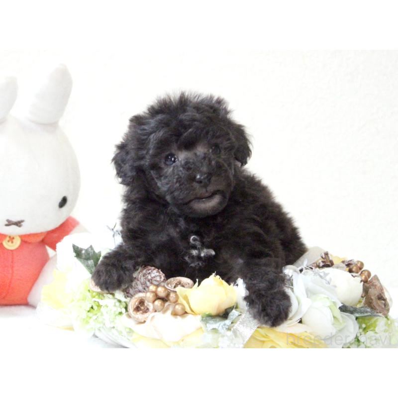 販売中の兵庫県のタイニープードル-446299の7枚目