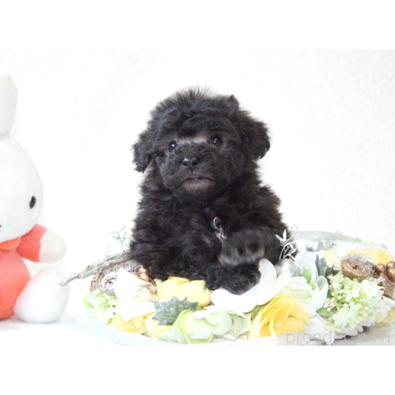 販売中の兵庫県のタイニープードル-446299の6枚目