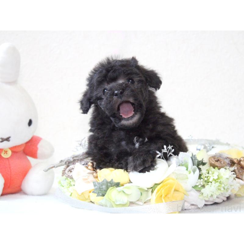 販売中の兵庫県のタイニープードル-446299の3枚目