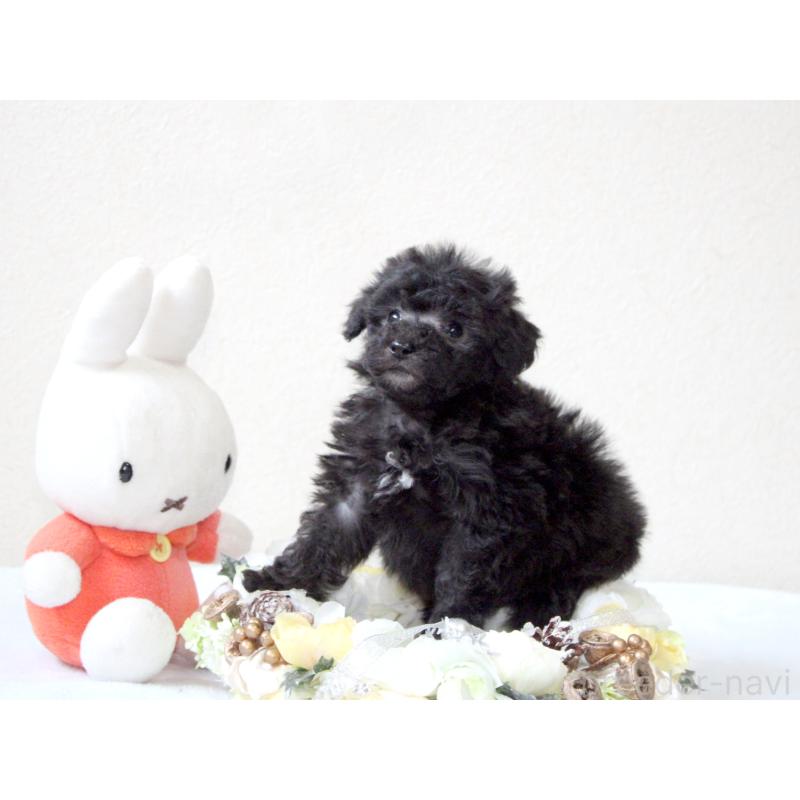 販売中の兵庫県のタイニープードル-446299の2枚目