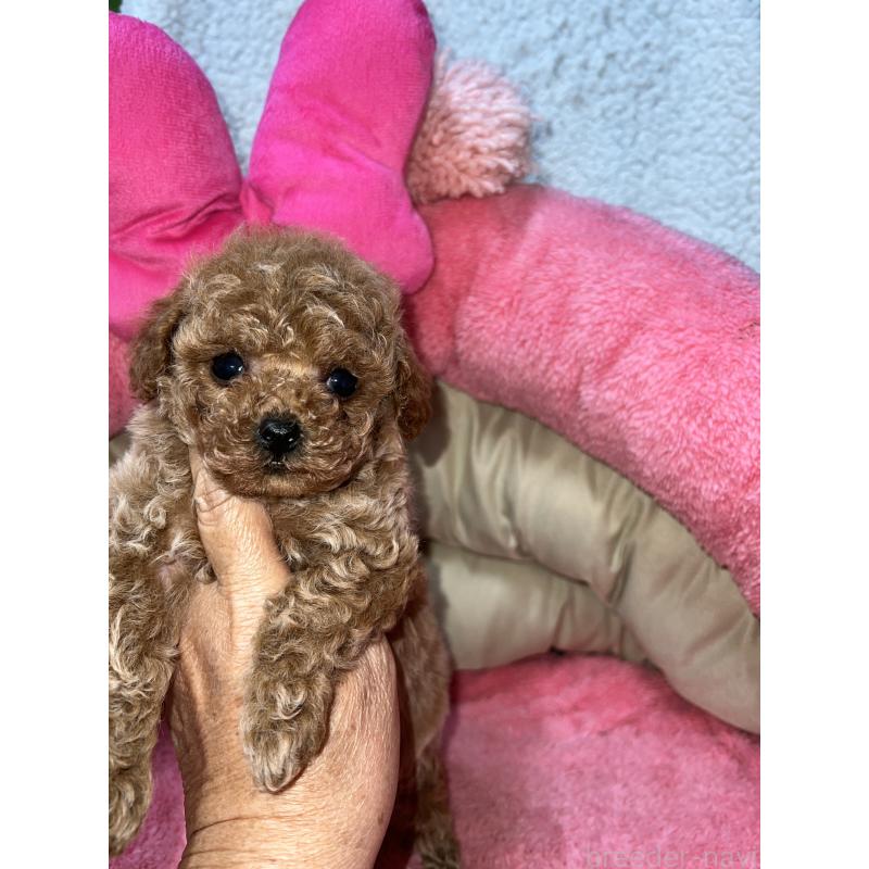 販売中の沖縄県のタイニープードル-446300の2枚目