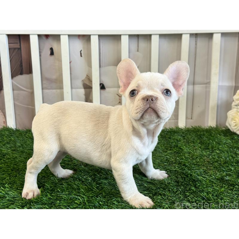 販売中の茨城県のフレンチブルドッグ-446301の6枚目