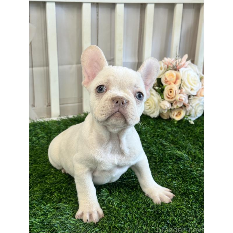 販売中の茨城県のフレンチブルドッグ-446301の5枚目