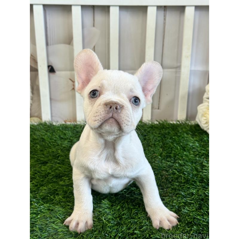 販売中の茨城県のフレンチブルドッグ-446301の4枚目