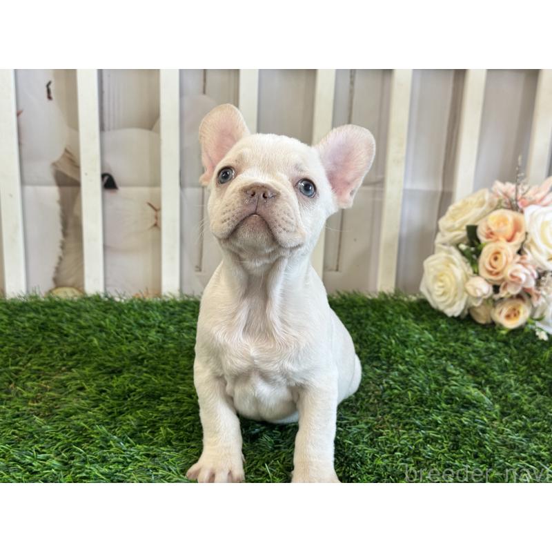 販売中の茨城県のフレンチブルドッグ-446301の3枚目