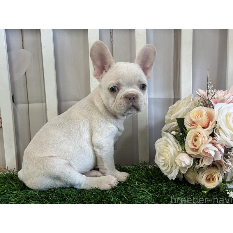 販売中の茨城県のフレンチブルドッグ-446301の2枚目