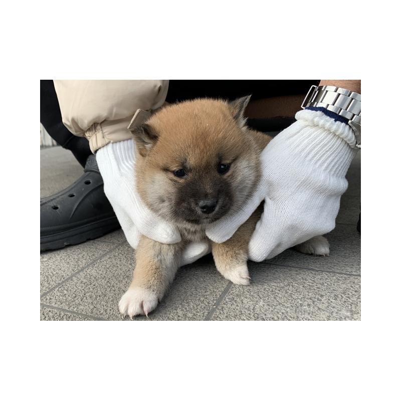 販売中の長崎県の柴犬-440564の5枚目