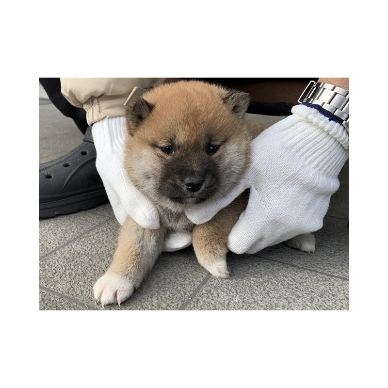 販売中の長崎県の柴犬-440564の4枚目