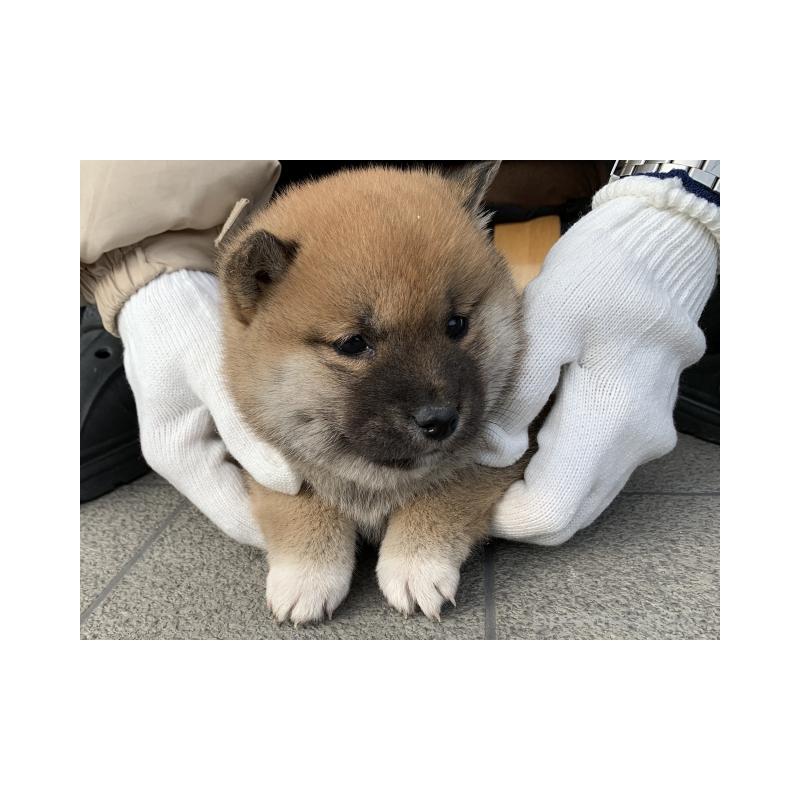 販売中の長崎県の柴犬-440564の3枚目