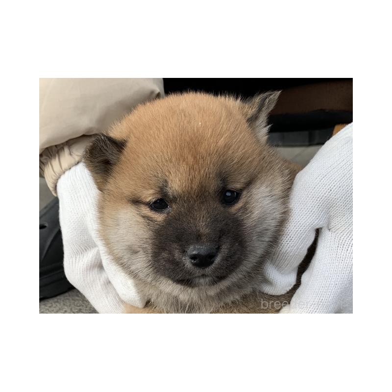 販売中の長崎県の柴犬-440564の2枚目