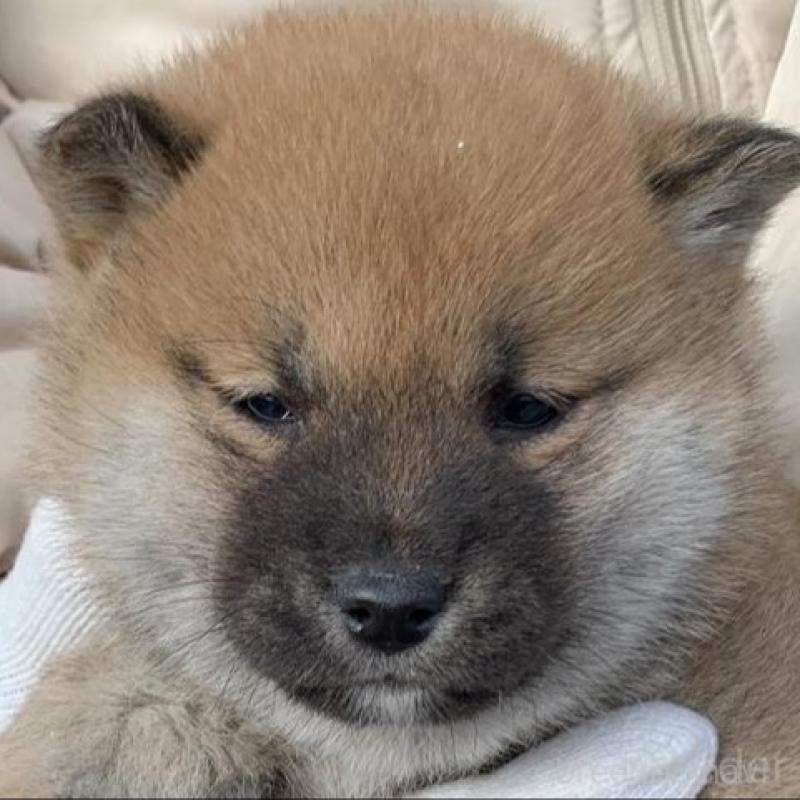 販売中の長崎県の柴犬-440564