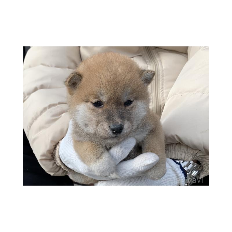 販売中の長崎県の柴犬-440567の4枚目