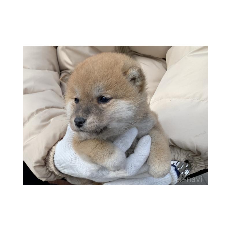 販売中の長崎県の柴犬-440567の5枚目