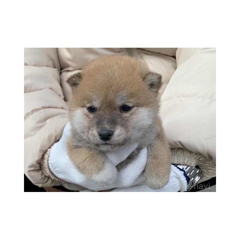 販売中の長崎県の柴犬-440567の3枚目