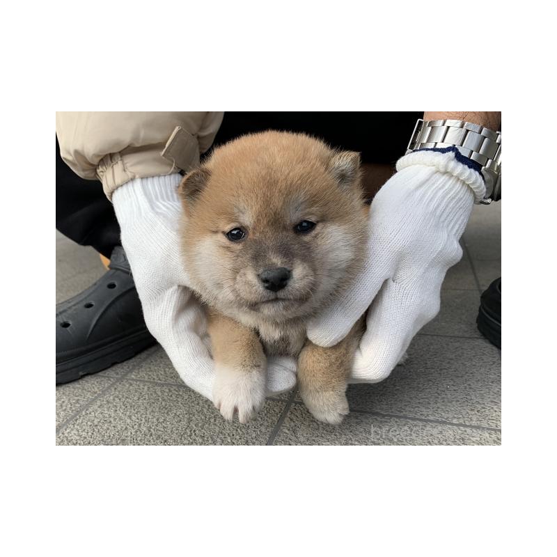 販売中の長崎県の柴犬-440567の2枚目