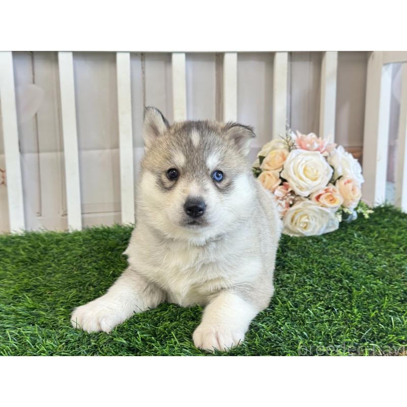 販売中の茨城県のシベリアンハスキー-446305の5枚目