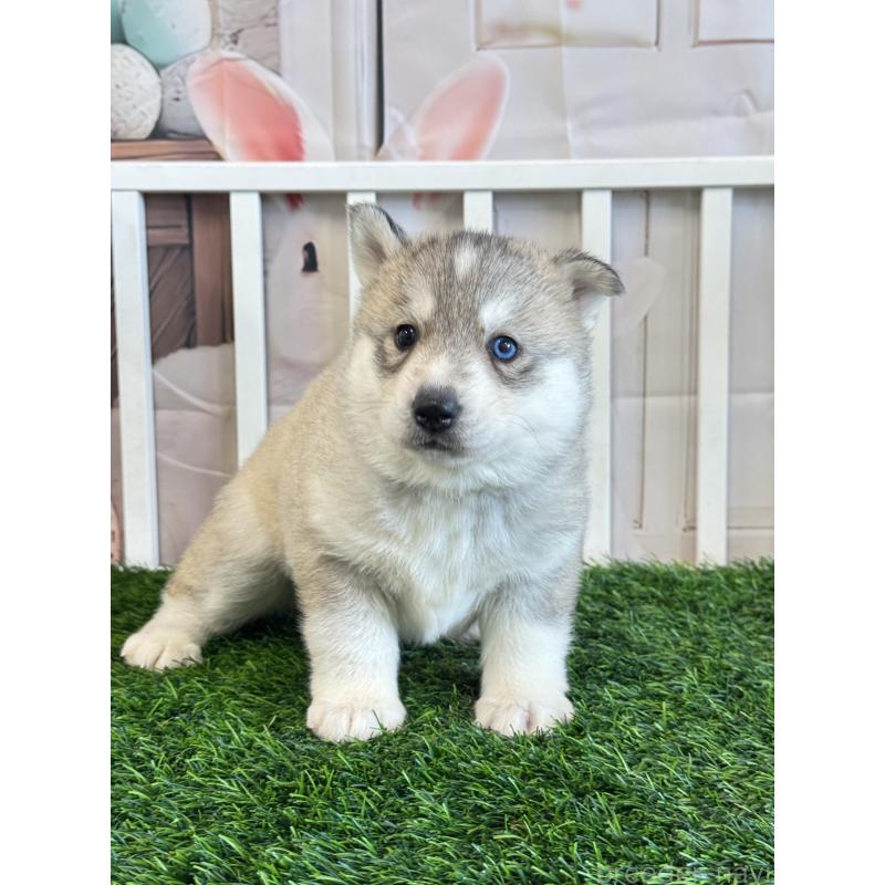 販売中の茨城県のシベリアンハスキー-446305の4枚目