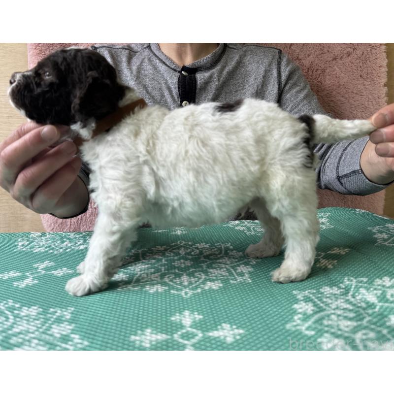 販売中の三重県のロマーニャウォータードッグ(ラゴット)-446304の4枚目