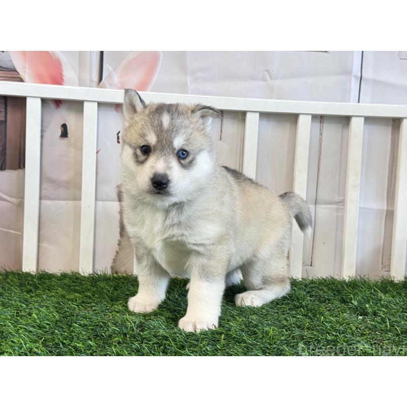 販売中の茨城県のシベリアンハスキー-446305の3枚目