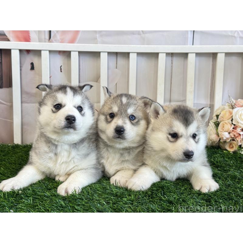 販売中の茨城県のシベリアンハスキー-446305の2枚目