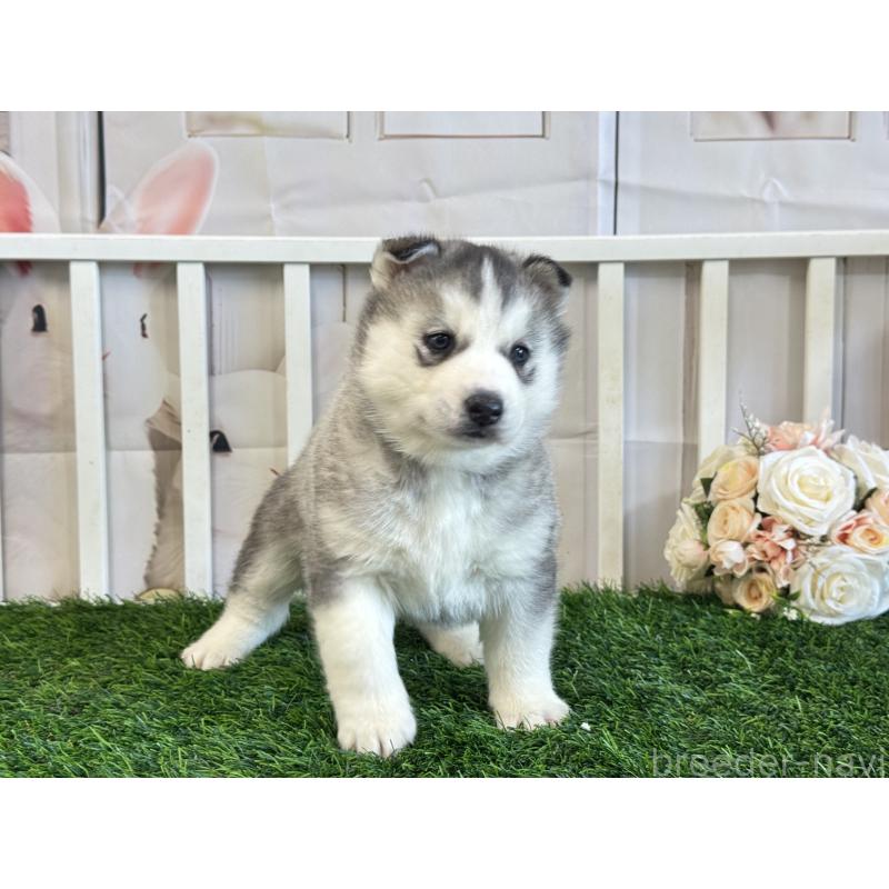 販売中の茨城県のシベリアンハスキー-446306の6枚目