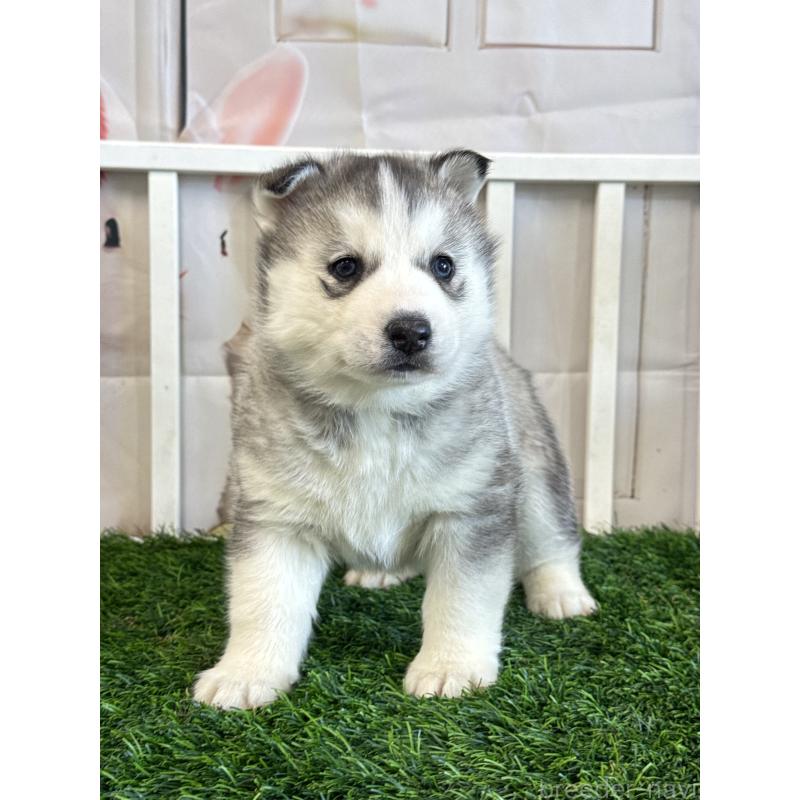 販売中の茨城県のシベリアンハスキー-446306の5枚目