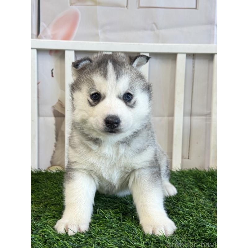 販売中の茨城県のシベリアンハスキー-446306の4枚目