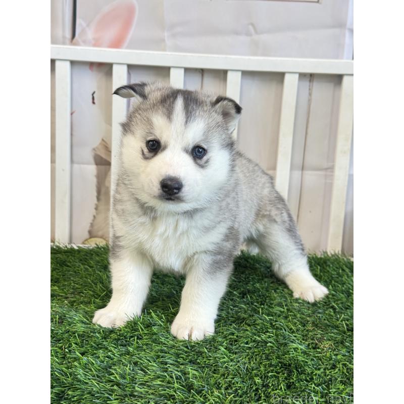 販売中の茨城県のシベリアンハスキー-446306の3枚目