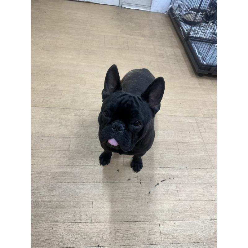 成約済の千葉県のフレンチブルドッグ-398812の5枚目